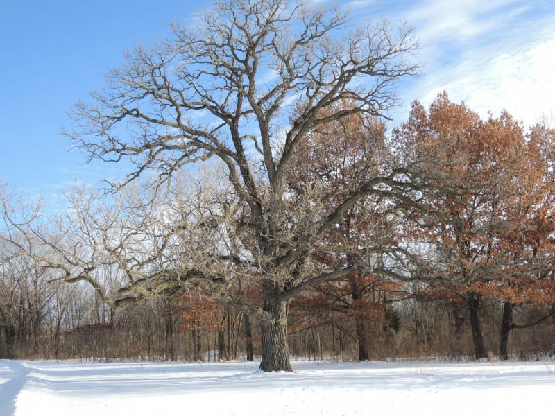 Our Madison Heritage Tree, the Bur Oak, has seen more than 250 winters on this spot. (Lorraine Bose)