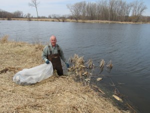 Wild Warner Chair Tim Nelson wades into the wetland to pick up trash. Plastic bags were the most frequently found item. (Jim Carrier)