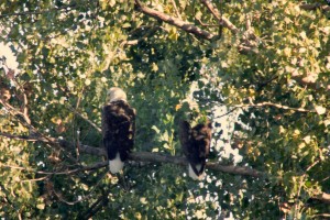two-bald-eagles-in-warner-park-september-30-20131
