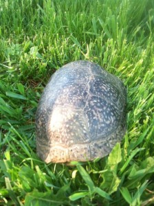 An endangered Blanding's turtle is found off Forrester Drive. (Tim Nelson)