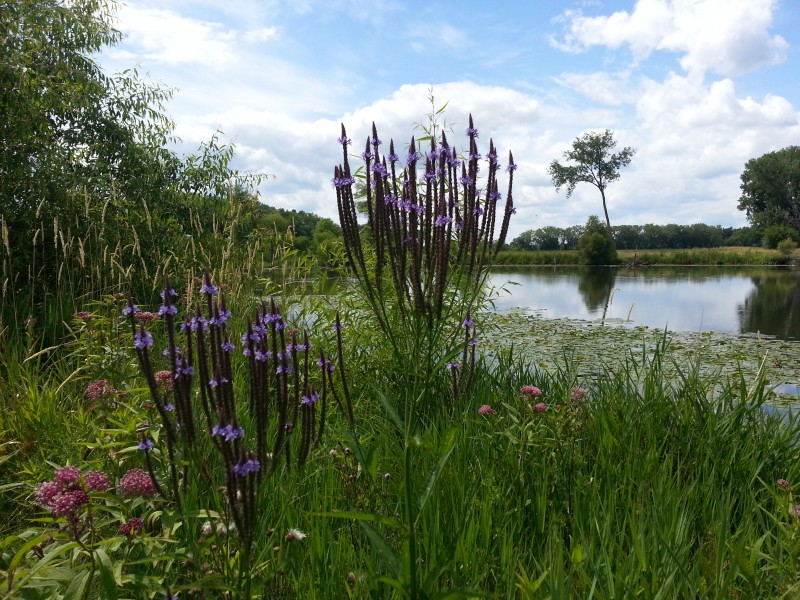 Warner Park is in full bloom, especially in the flora around the wetland. The green barrier around the water keeps geese out of the lawn, but also provides beauty and a nourishing landscape for countless insects. For some closeups at this wildlife, take a look at our blog (Photo by Patrick Noyes) 
