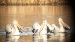 BIRD 136 - White Pelicans have been spotted in the Warner wetland near the dog park. The birds are headed south, to winter along the Gulf Coast. Two of the birds have recently been joined by a third. Pelicans eat fish, salamanders and crustaceans. The white pelican is the 136th species of bird to be verified in Warner Park, a sign of improving water quality and shelter. (Paul Noeldner)