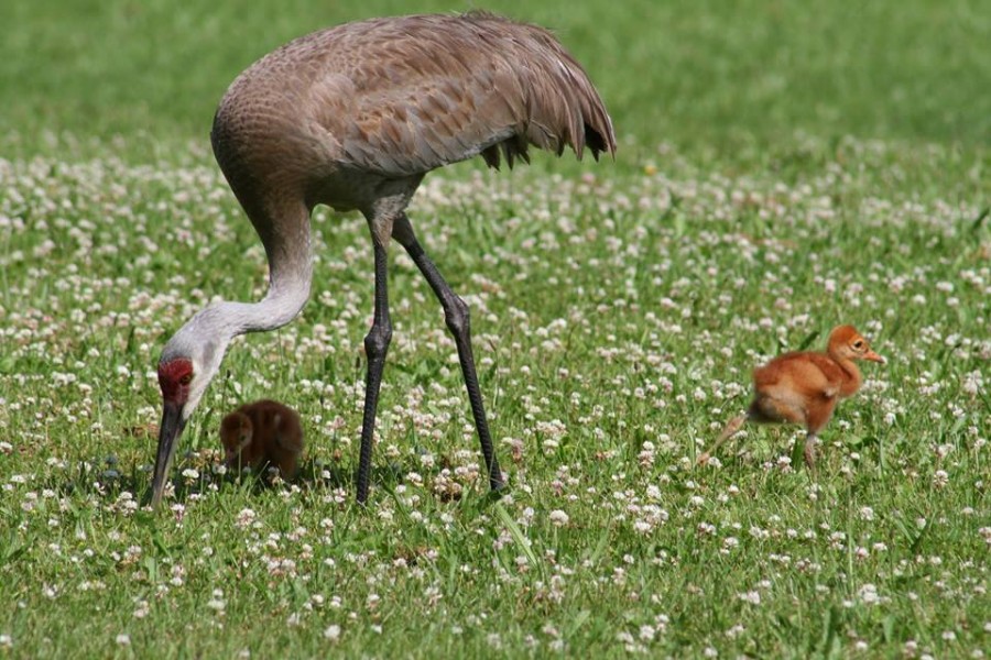 Crane with chicks - Greg Weller