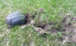 Warner Park is turtle heaven - this snapping turtle (Chelydra serpentina) was laying eggs in the lawn at Warner Park. We've also spotted an endangered Blanding's turtle and lots of painted turtles. Watch for them sunning on logs in the wetland. (Tim Nelson June 8, 2013)