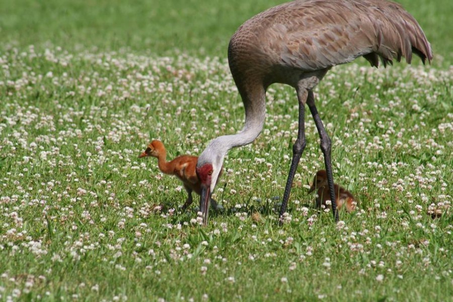 Two chicks with parent