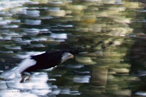 bald-eagle-in-flight-september-30-2013-100