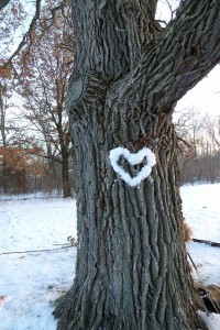 Students "painted" the Bur Oak with a snow heart for Valentine's Day (Jack Kloppenburg)