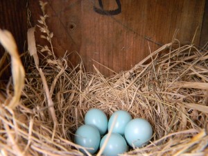 Bluebird eggs - a successful brood in Warner Park. (Trish O'Kane)