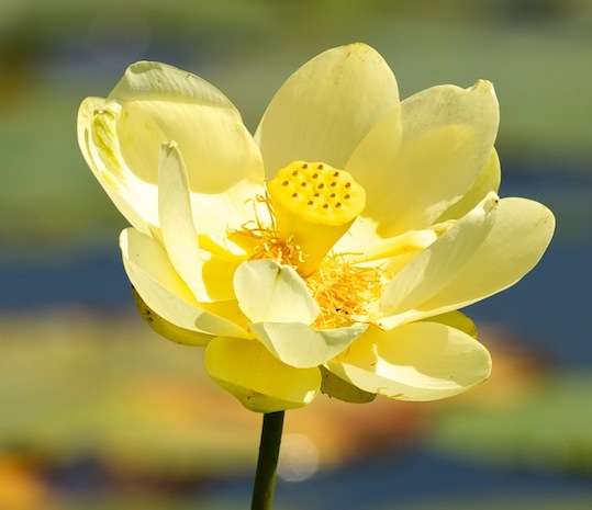 Lotus smallest