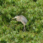 Warner Park’s bird list hits 140 species