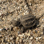 Snapping turtle just hatched. Photo by Patrick Hasburgh.