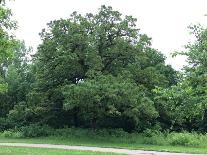 Historic oak tree in Warner Park, with understory threatened by buckthorns.